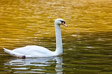 手绘风横版平台跳跃游戏《变色龙童绘历险》 5月30日发行